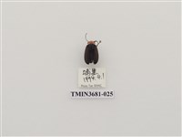 藏品(鞘翅目(1))的圖片